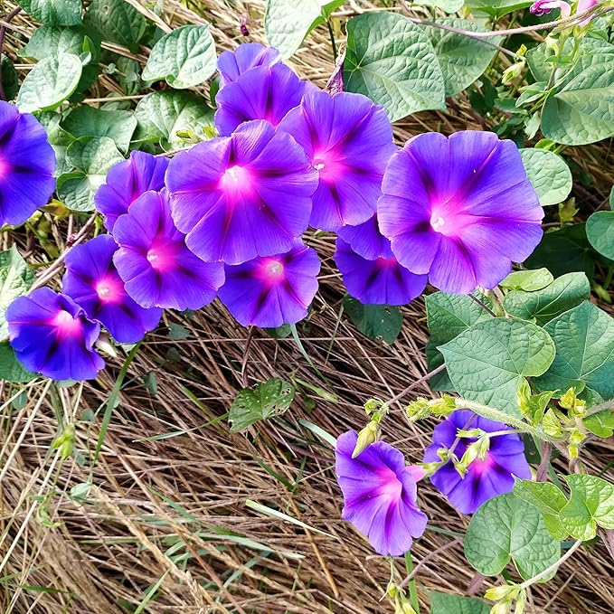 Eden Brothers Morning Glory Seeds - Grandpa OTT, Non-GMO Seeds for Planting, 1/4 lb | Low-Maintenance Flower Seeds, Plant During Spring, Zones 1, 2, 3, 4, 5, 6, 7, 8, 9, 10