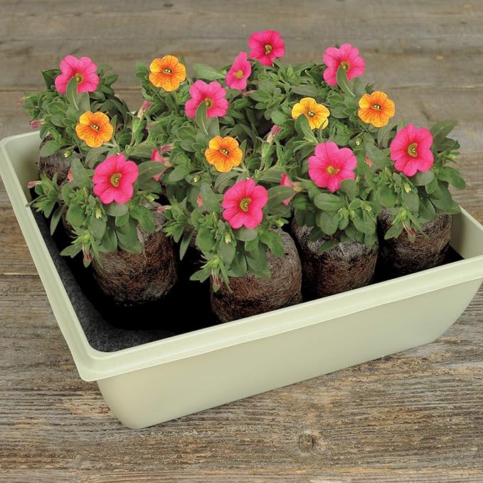 Jiffy 50mm Self-Watering Seed Starting Tomato & Vegetable Greenhouse Kit with 14 Plant-Based Expanding Peat Pellets & Water-Wicking Mat