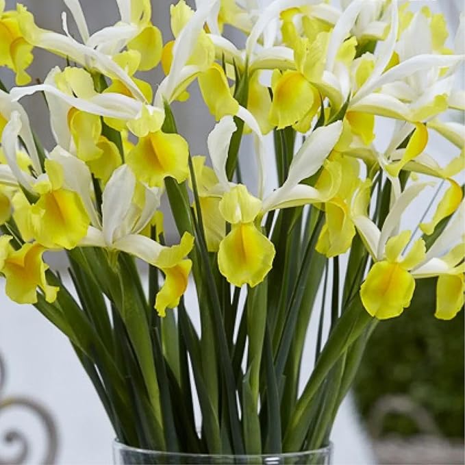 Votaniki Iris hollandica 'Apollo' (Dutch Iris) Bulbs - Hardy Perennial for Spring Blooms | Stunning Yellow & White Flowers, Easy to Grow, Perfect for Cut Flower (50 Pack)