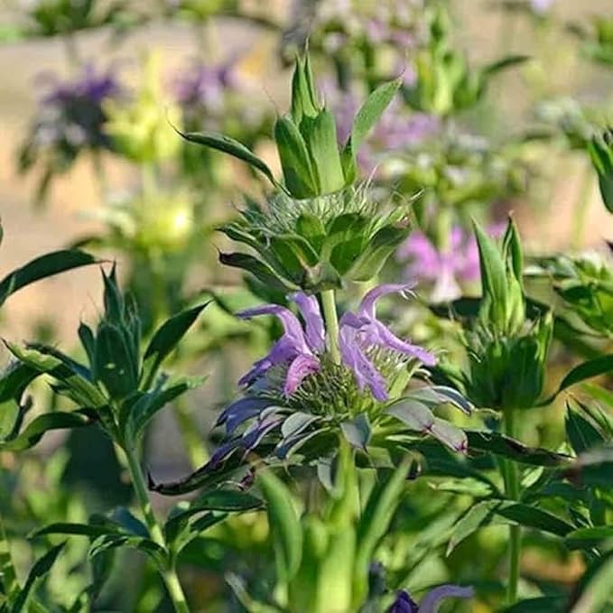 1000 Mint Seeds for Planting – Non-GMO Heirloom Herb for Indoor Pots, Tea Gardens & Backyard Growing