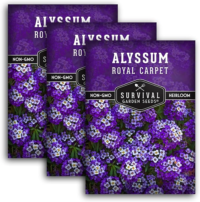 Alyssum Seeds for Planting - Sweet Royal Carpet Purple Alyssum - Fragrant Perennial Flower & Ground Cover - Heirloom Non-GMO - Survival Garden Seeds (3 Packs)