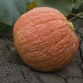 Hubbard Essex Red Winter Squash Seeds - 4 g Packet ~20 Seeds - Non-GMO, Heirloom - Vegetable Garden - Cucurbita Maxima