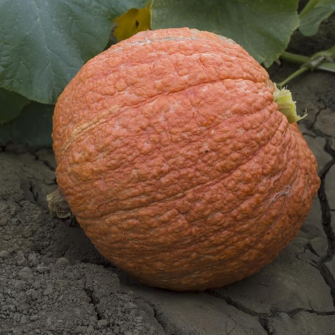 Hubbard Essex Red Winter Squash Seeds - 4 g Packet ~20 Seeds - Non-GMO, Heirloom - Vegetable Garden - Cucurbita Maxima