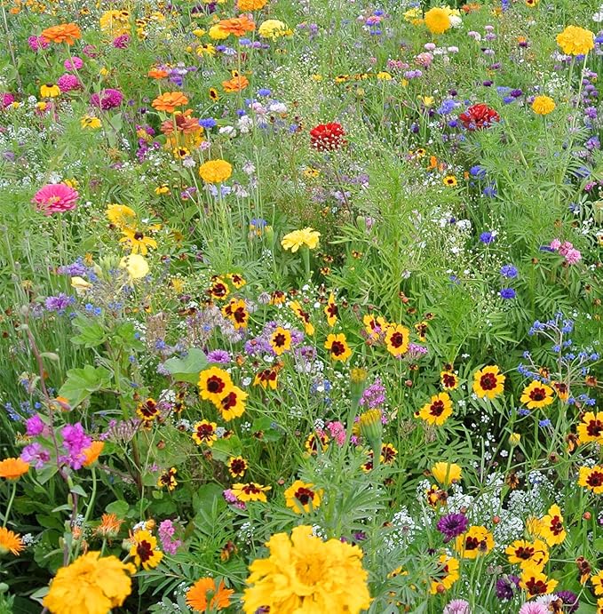 Mountain View Seeds Shady Wildflowers