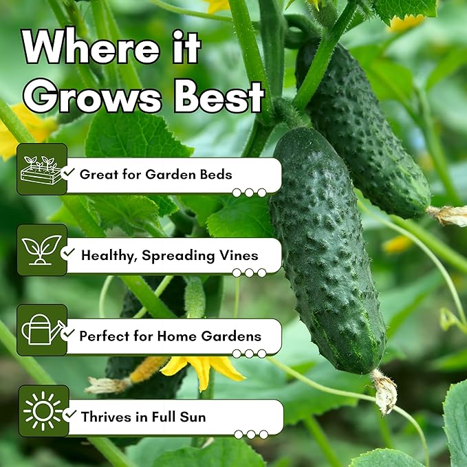 National Pickling Cucumber Seeds for Planting - Heirloom Cucumber Seed Pack - Non-GMO Pickling Cucumbers for Planting Indoors or Outdoors | Woods Creek Seeds