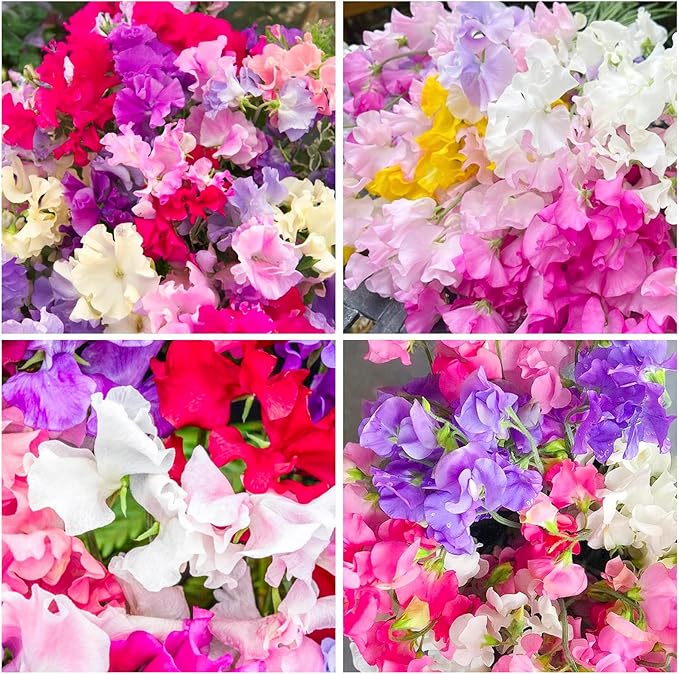 280+ Perennial Mix Sweet Pea Flower Seeds for Planting-Non-GMO Heirloom Plant Seeds Garden Outdoor