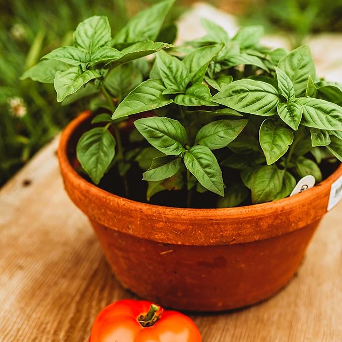 Genovese Basil - 250 Seeds - Heirloom Basil Variety, Non-GMO Heirloom Herb Seeds for Planting, Grow Kitchen Herbs Indoors or Outdoors in Containers, aerogardens, Home Garden, Thresh Seed Company