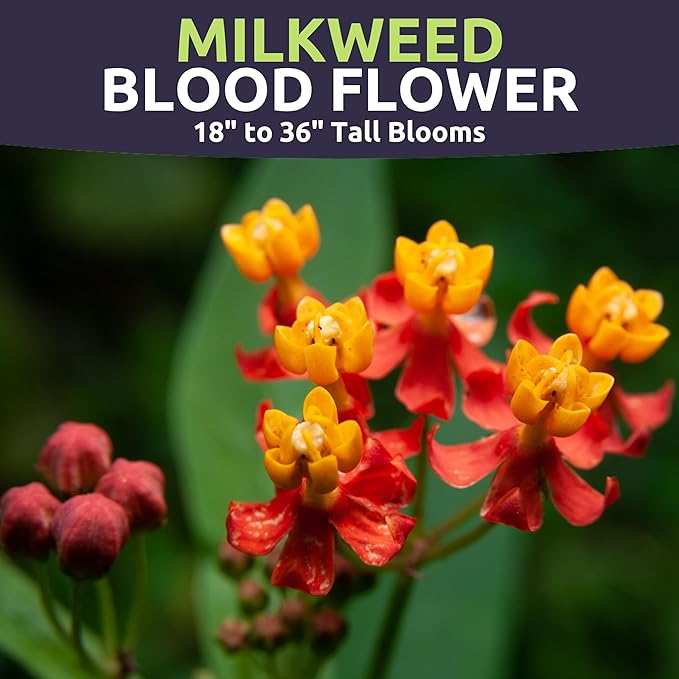 Milkweed - Blood Flower - Large 400mg Envelope - 100 Flower Seeds for Planting - Asclepias curassavica
