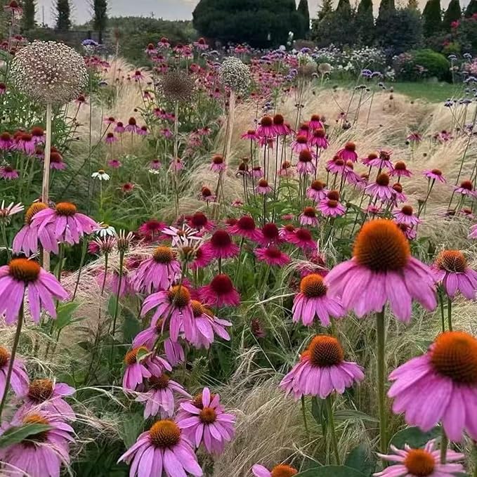 100 Purple Coneflower Seeds – Pink Echinacea Flower Seeds for Planting, Non-GMO Heirloom Variety for Wildflower Gardens