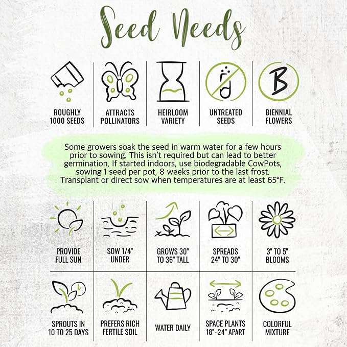 Seed Needs Hollyhock Seeds Double Majorette Blend | 1,000+ Heirloom Seeds Alcea Rosea Biennial Flower | Bulk Holly Hock Seed Garden Favorite | Multicolored Blooms Attracts Pollinators