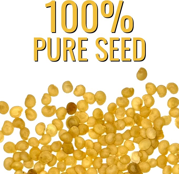 Seed Needs Ground Cherry Tomatillo Seeds for Planting - Non-GMO, Heirloom & Untreated Physalis pruinosa - Edible Cape Gooseberry/Golden Berries to Grow an Outdoor Vegetable Garden (5 Packs)