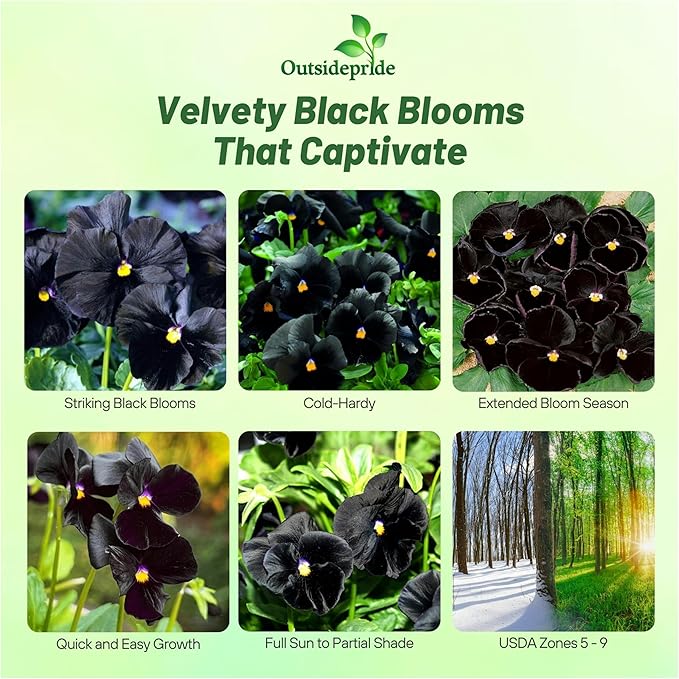 Outsidepride Black Viola Pansy Seeds for Planting - 1,000 Pcs. Biennials, Trailing, Cold-Hardy & Pollinator Friendly Flowers with Fragrant Blooms for Garden Beds, Borders & Container Displays