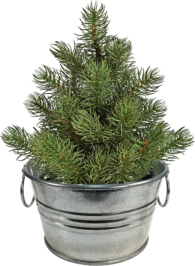 Unique Gardener Grow Your Own Christmas Tree Plant Seeds 3-Pack, DIY Indoor Succulents and Live Plants for Home or Garden Planting, Perfect Pine