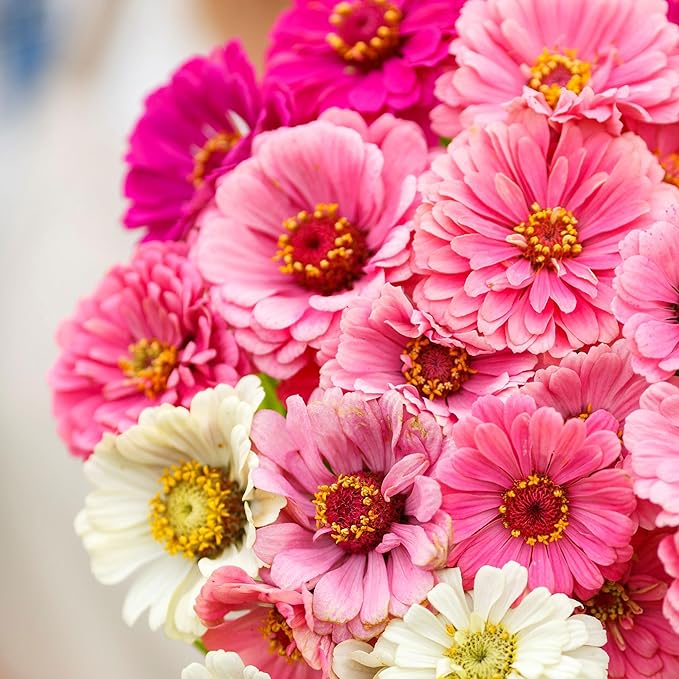 Eden Brothers Zinnia Seeds - Show Stopper Mix, Non-GMO Seeds for Planting, 1 oz | Low-Maintenance Flower Seeds, Plant During Spring, Zones 3, 4, 5, 6, 7, 8, 9, 10