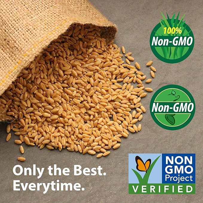 Oriole Orange Swiss Chard Seeds 1 Oz ~2,300 Seeds – Vibrant, Fast-Growing Greens – Cold Hardy, Heat Tolerant, High Yield – Great for Salads & Cooking – Open-Pollinated, Non-GMO