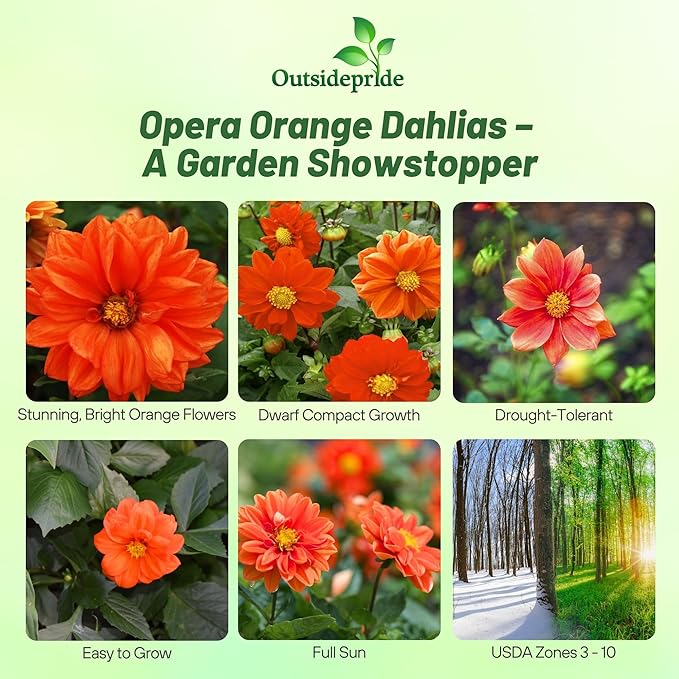 Outsidepride Opera Orange Dahlia Seeds for Planting - 200 Pcs Annual, Easy to Grow, Season-Long Flower Seeds with Colorful Blooms for Containers, Pots, Borders, & Gardens, Suitable as Cut Flower