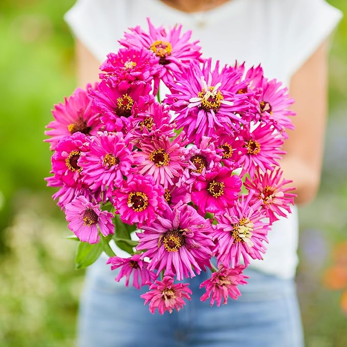 Eden Brothers Zinnia Seeds - Super Cactus Lilac Emperor, Non-GMO Seeds for Planting, Packet | Low-Maintenance Flower Seeds, Plant During Spring, Zones 3, 4, 5, 6, 7, 8, 9, 10