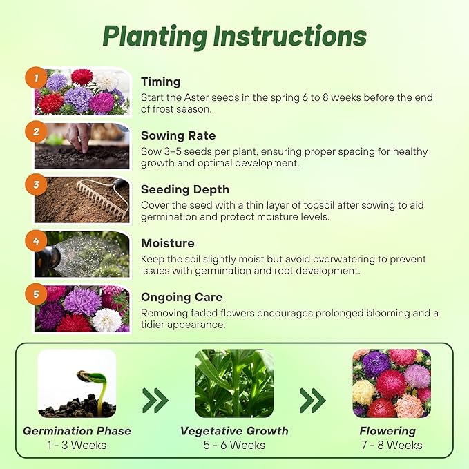 Outsidepride Paeony Aster Seeds - 1,000 Pcs Annual, Hardy & Pollinator Friendly Flower Seeds for Planting Vibrant Double Incurved Mix Petals, Ideal for Meadows & Aesthetic Gardens