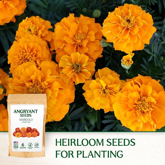 Marigold Sparky Flowered Mix - Beautiful Flowers Seeds for Planting Indoors and Outdoors in Your Home Garden - 1998+ Non GMO Mix Seeds - 100% USA Grown - Annual, Open Pollinated Wildflower Seeds Bulk