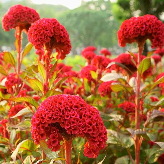 Outsidepride Carmine Cockscomb Seeds - 1000 Pcs Annual Dwarf Celosia Flower Seeds for Planting, Easy to Grow, Heat & Drought-Tolerant Exotic Flowers with Wavy Crests for Colorful Gardens