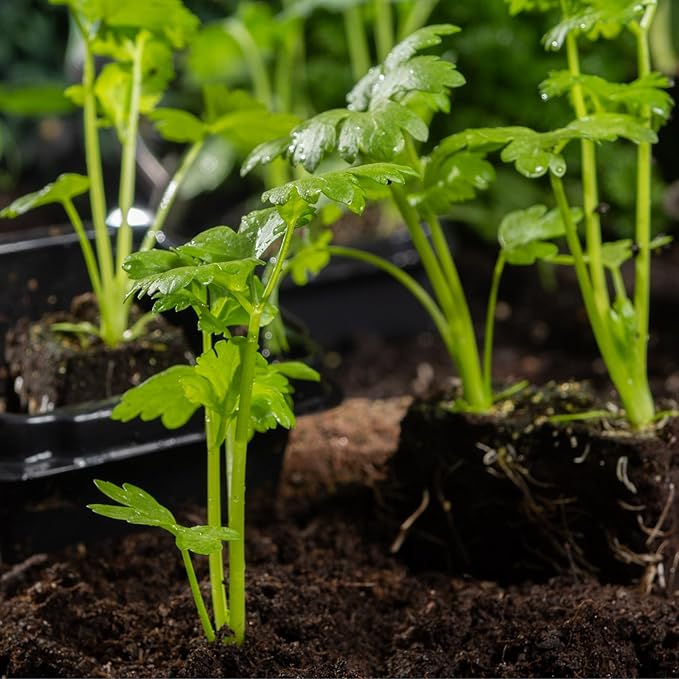 Seed Needs Celery Seeds for Planting Utah 52-70 Celery - Non-GMO, Heirloom & Untreated - Grow a Home Grown Outdoor Vegetable Garden for Fresh Produce (1 Pack)