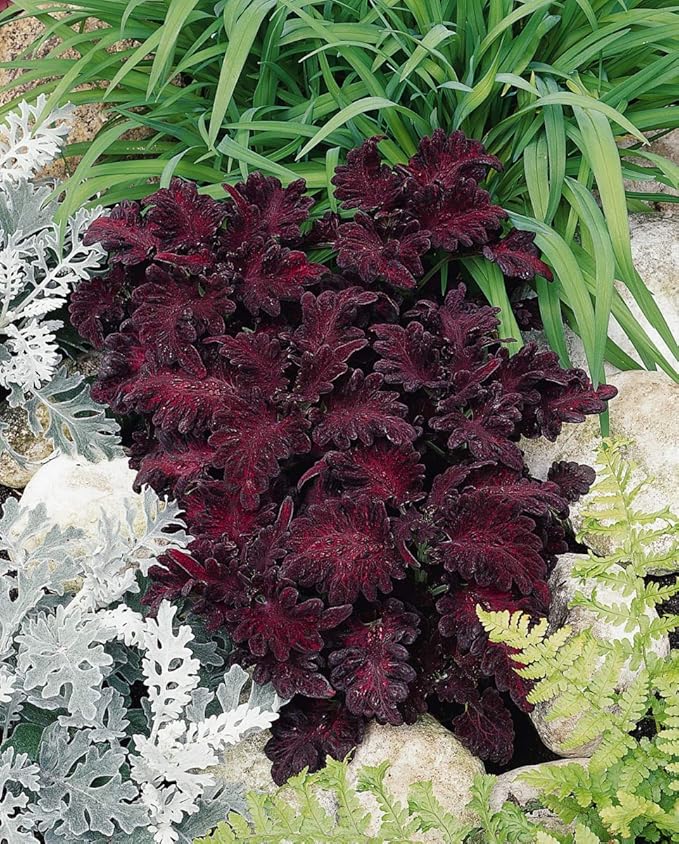 Outsidepride Black Dragon Coleus Seeds - 200 Pcs Annual, Compact, Vibrant & Serrated Foliage, Easy to Gow & Deer-Resistant, Ideal for Shaded Areas, Containers, Borders, Indoor & Outdoor Gardens
