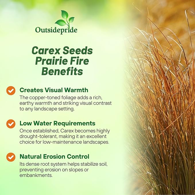 Outsidepride Carex Prairie Fire Ornamental Grass Seed – 200 Pcs. Perennial, Low-Maintenance, Drought-Tolerant Grass Seeds with Low Growing Foliage for Borders, Ground Covers, & Outdoor Living Spaces