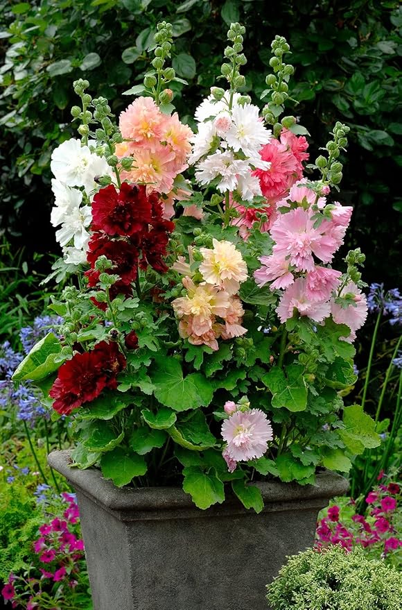 Hollyhock Majorette Mix Seeds – Alcea Rosea | Annual/Biennial | Compact, Double Blooms for Borders & Containers