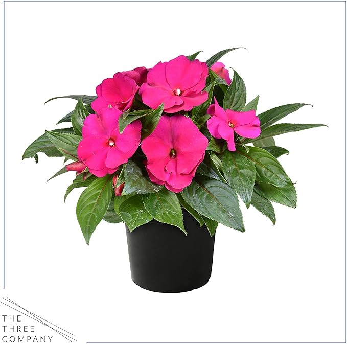 Live Flowering New Guinea Impatiens - Shades of Pink (3 Plants Per Pack) - Beautiful Shade Flowers - 12" Tall by 5" Wide in 1 Qt Pot