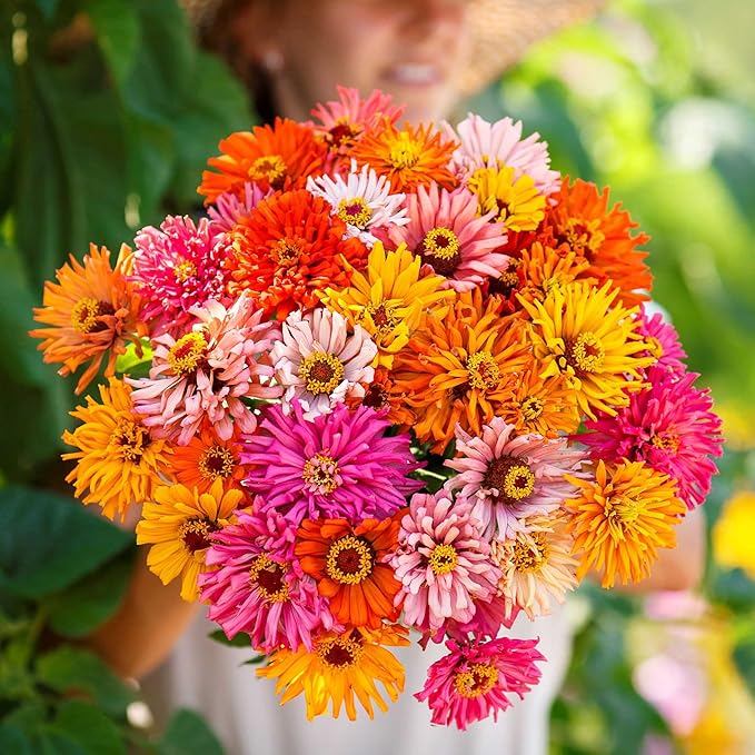 Eden Brothers Zinnia Seeds - Burpeeana Giants Mix, Non-GMO Seeds for Planting, 1 oz | Low-Maintenance Flower Seeds, Plant During Spring, Zones 3, 4, 5, 6, 7, 8, 9, 10