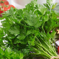 Italian Giant Parsley Seeds - 4 Oz ~72000 Seeds - Non-GMO, Heirloom - Growing Microgreens, Herb Garden - Petroselinum crispum