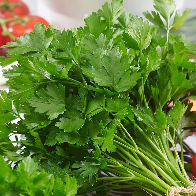 Italian Giant Parsley Seeds - 5 Lb Bulk ~1440000 Seeds - Non-GMO, Heirloom - Growing Microgreens, Herb Garden - Petroselinum crispum