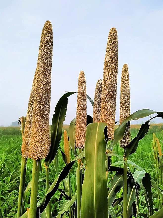 Food Plot Seeds for Planting - Grow Food for Deer, Turkey, Elk, Phesants, Quail and Other Wild Game (Brown Top Millet - 1,000 Seeds)