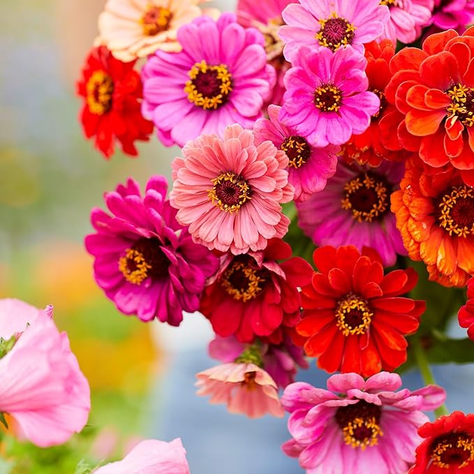Eden Brothers Zinnia Seeds - Dahlia Flowered Mix, Non-GMO Seeds for Planting, 1 oz | Low-Maintenance Flower Seeds, Plant During Spring, Zones 3, 4, 5, 6, 7, 8, 9, 10