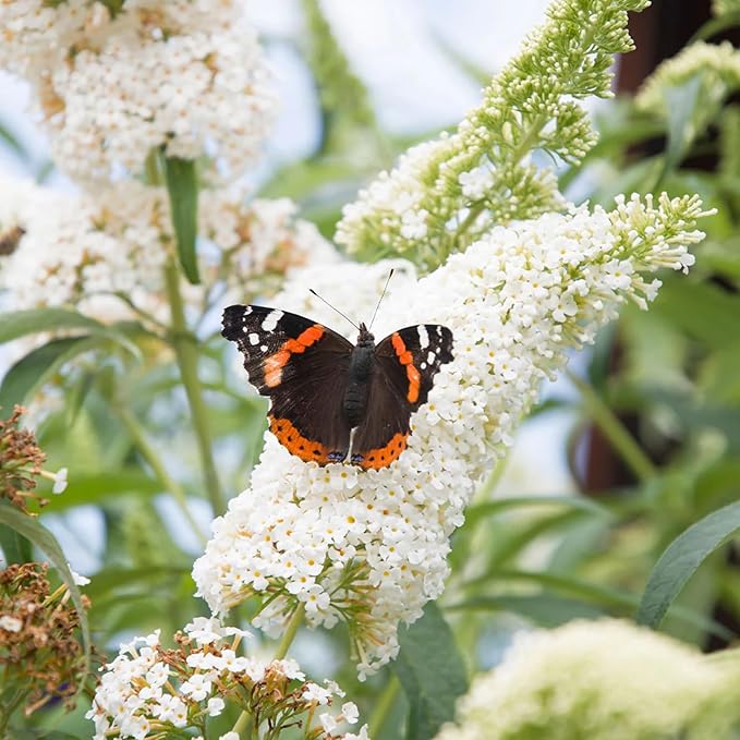 350+ Mix Butterfly Bush Seeds - Buddleia Davidii Flower Seeds Perennial, Drought-Tolerant & Low Maintenance Flower Seeds, Great for Pollinator Gardens
