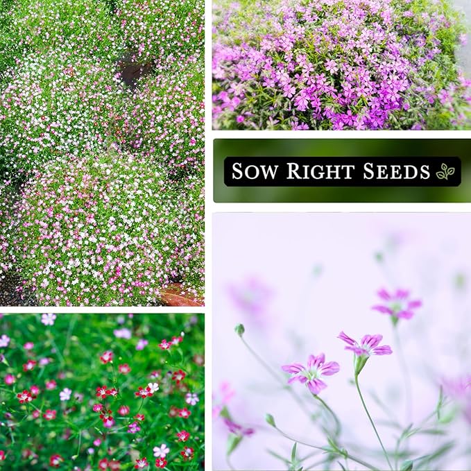 Sow Right Seeds - Carmine Baby's Breath Seeds for Planting - Non-GMO Heirloom Flower Variety - Easy to Grow Gypsophila - Ideal for Garden Borders and Bouquets - Attracts Butterflies (3)
