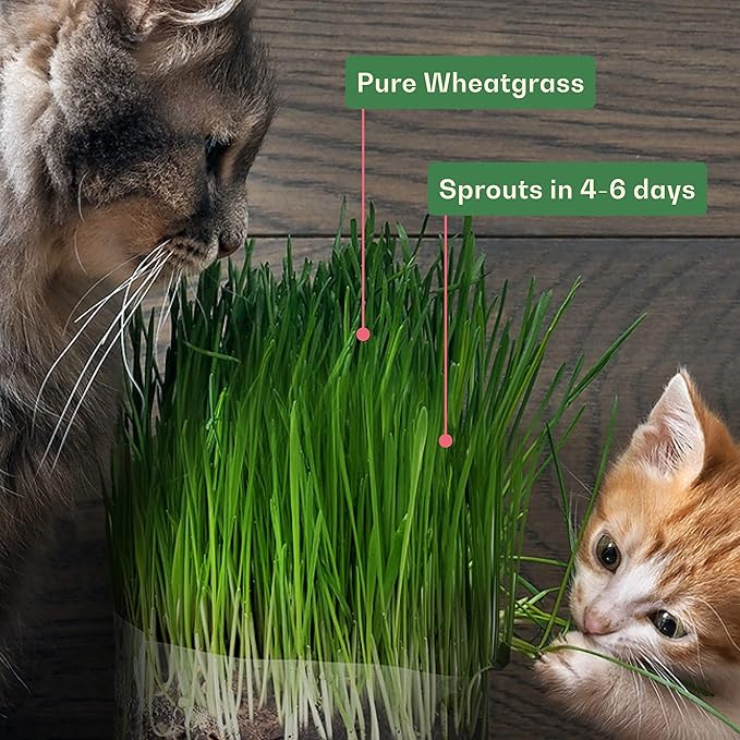 Rose & Branch Organic Wheat Grass Seeds for Indoor Cats - Cat Grass Seeds - 16 Ounces - 100% Organic Non-GMO - Hard Red Wheat - Harvested in USA - Easy to Grow