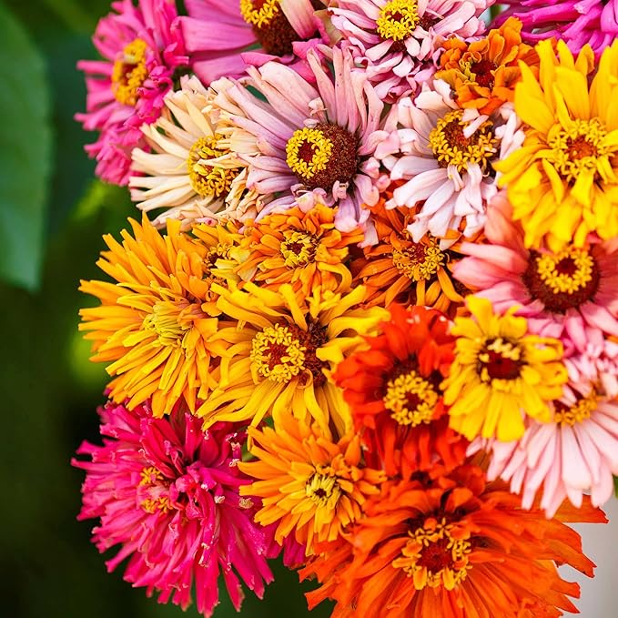 Eden Brothers Zinnia Seeds - Burpeeana Giants Mix, Non-GMO Seeds for Planting, 1/4 lb | Low-Maintenance Flower Seeds, Plant During Spring, Zones 3, 4, 5, 6, 7, 8, 9, 10
