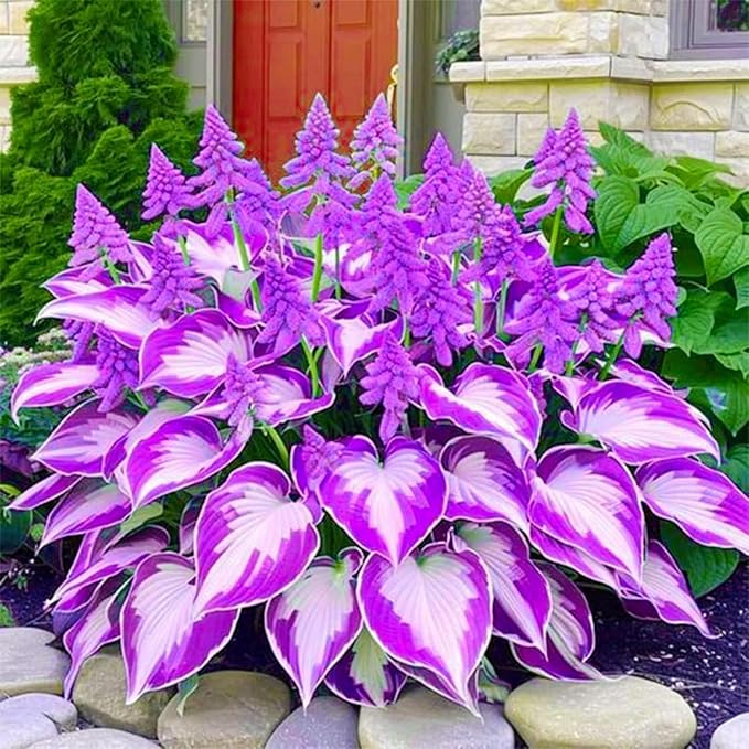 400+ Perennial Rare Hosta Seeds Heart-Shaped Hosta Bare Roots - Rich Foliage, Heart Shaped Leaves, Outdoor Garden Attract Pollinators Bonsai Decoration