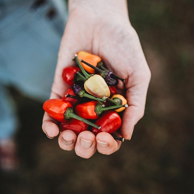 Aurora Dwarf Chile (Hot) Pepper - 25 Seeds - Colorful Heirloom Variety, Great for Containers, Patios, USA-Grown Chili Seeds, Non-GMO Vegetable Seeds for Planting in The Garden, Thresh Seed Company
