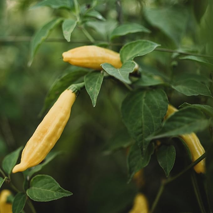 Lemon Drop Pepper (Aji Lemon Drop) - 25 Seeds - Rare Peruvian Heirloom, Unique Aji Pepper, Non-GMO, Heirloom Lemon Chile Seeds for Planting in The Home Garden, Thresh Seed Company