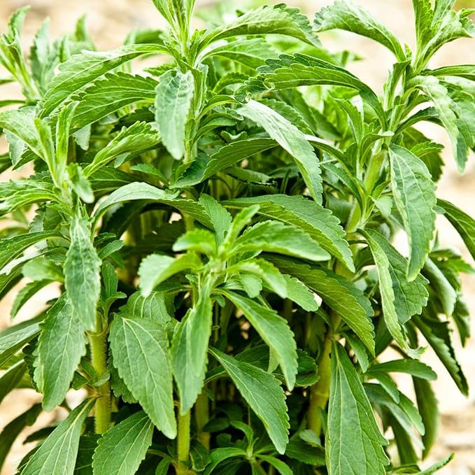 2 Stevia Plants Live, 5-9 Inch Tall, Stevia Seedlings for Planting Indoor Outdoor, Stevia Mint Herb