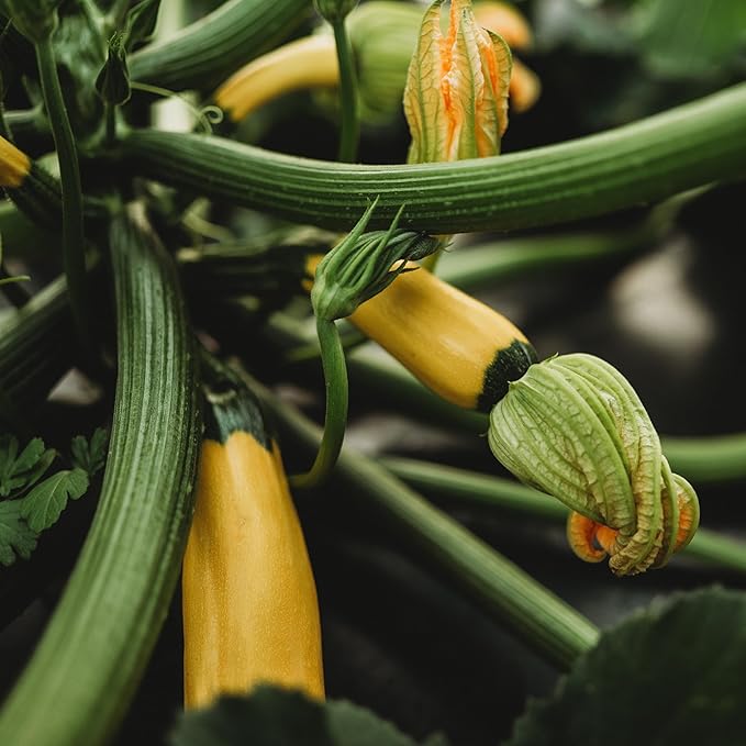 Golden Zucchini - 25 Seeds - Heirloom Yellow Zucchini Variety, Non-GMO Heirloom Zucchini Seeds for Planting Outdoors in The Home Garden, Thresh Seed Company