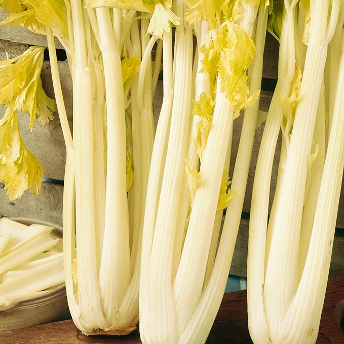 Golden Boy Celery Seeds - 1 Oz ~70000 Seeds - Non-GMO, Heirloom - Vegetable Garden - Apium graveolens