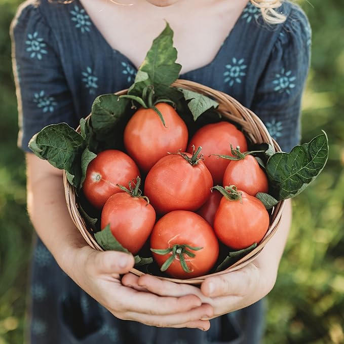 Grushovka Siberian Plum Tomato - 50 Seeds - Rare Heirloom, Determinate Short Season Tomato, Non-GMO Plum Tomato Seeds for Planting in The Home Garden, Thresh Seed Company