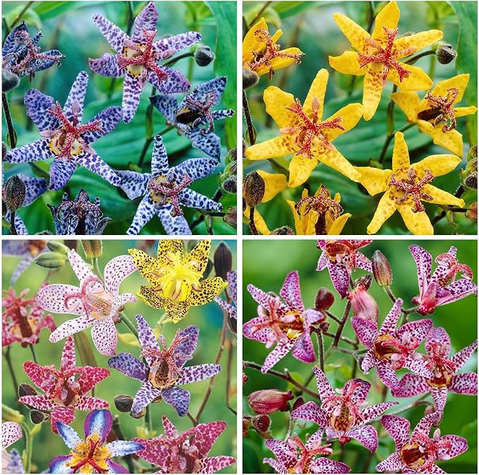 25Pcs Perennial Tricyrtis Wonder Toad Lily Flower Seeds to Plant Outdoor-Non-GMO Heirloom Plant Seeds Garden