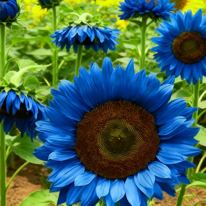 Mixrug Mix Sunflower Seeds to Plant, 100+pcs Rare Perennial Sunflower Flower Seeds for Planting, Non-GMO Heirloom Flowers Plants Attracts Pollinators for Home Garden Outdoors