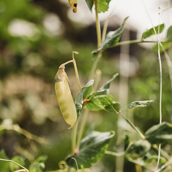 Golden Sweet Yellow Snow Pea - 50 Seeds -Rare Heirloom Climbing Pea Variety, Easy-to-Grow & Cold-Tolerant, Non-GMO Vegetable Seeds for Planting Outdoors in The Home Garden, Thresh Seed Company