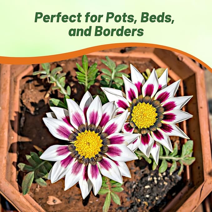 Outsidepride New Day Rose Striped Gazania Seeds for Planting – 50 Pcs Perennial, Low-Maintenance, Drought-Tolerant Ground Cover Seeds for Vibrant Summer & Fall Flowers, Great for Outdoor Gardens