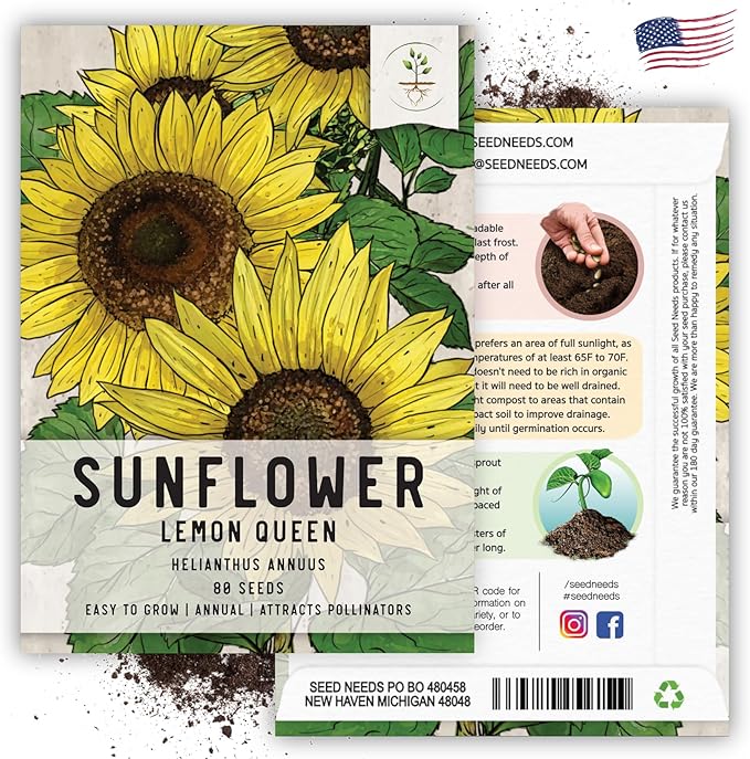 Seed Needs Sunflower Seeds for Planting Lemon Queen Sunflowers - Heirloom & Open Pollinated Flower Seed to Plant & Grow an Outdoor Home Grown Butterfly Garden (2 Packs)